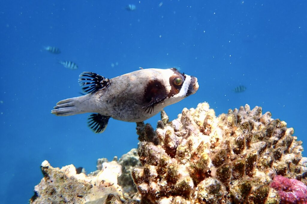 Čtverzubec maskovaný Fantazie Lagoo, Sirena Beach, Marsa Alam, Egypt