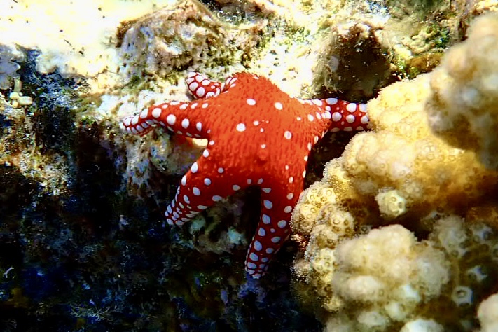  Hvězdice rudomořská (Fromia gardaqana)
Marsa Alam Egypt Fantazie lagoon, Sirena Beach