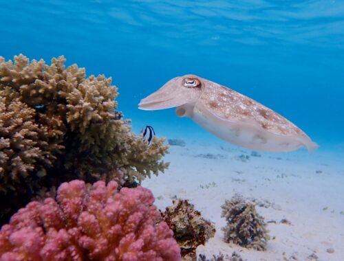 Sepie ( Sepia officinalis) v Dream lagoon Marsa Alam