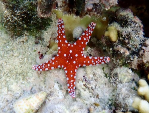 Hvězdice rudomořská (Fromia Gardaqana) Egypt Marsa Alam Dream lagoon