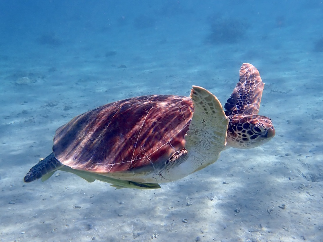 Kareta obrovská - želva v Gorgornia Resort v Egyptě - Marsa Alam