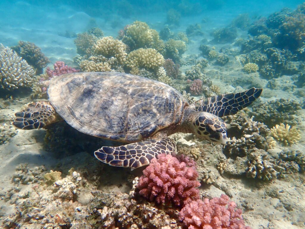 Kareta obrovská - želva v Aurora Bay v Egyptě - Marsa Alam