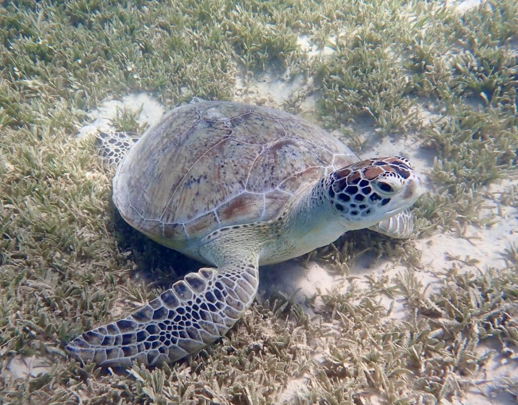 Kareta Shams alam Marsa Alam Egypt