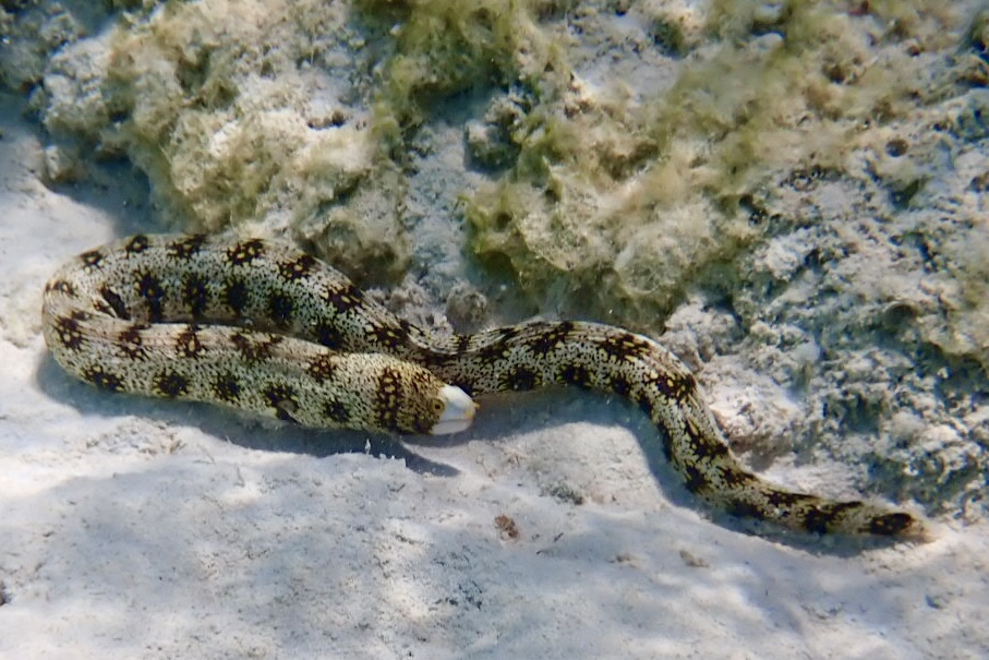 Murena v Aurora bay v Egyptě - Marsa Alam