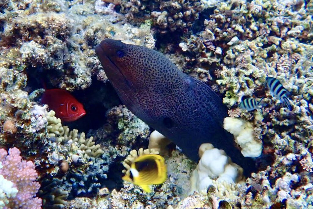 Muréna jávská (Gymnothorax javanicus) v Dream lagoon Marsa Alam Egypt