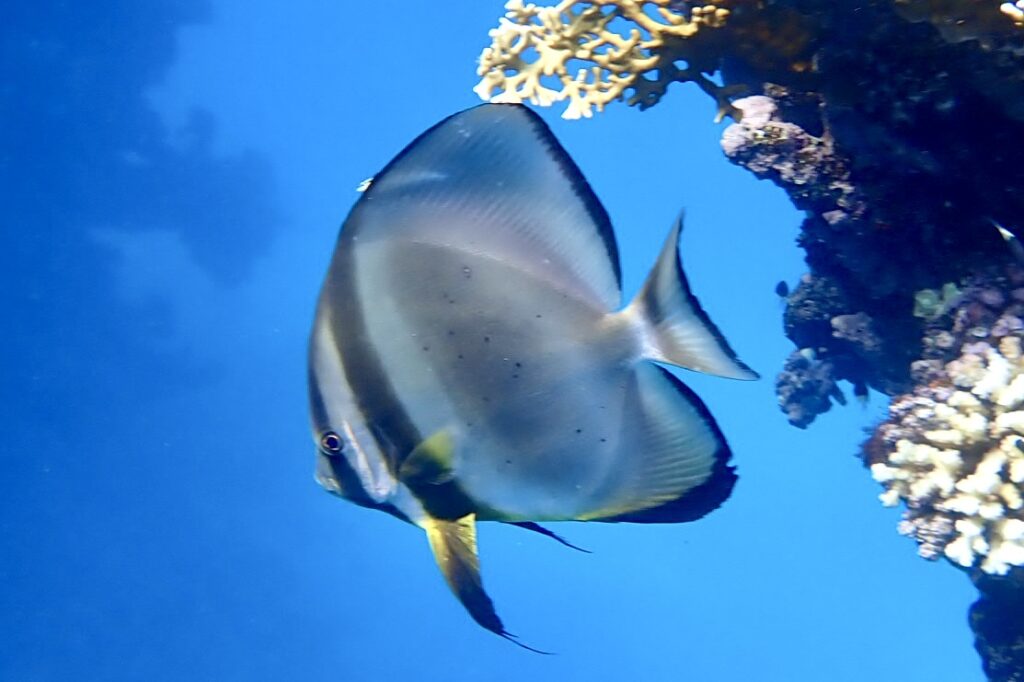 Netopýrník obecný - Platax orbicularis, Fantasia resort, Sirena Beach, Marsa Alam, Egypt