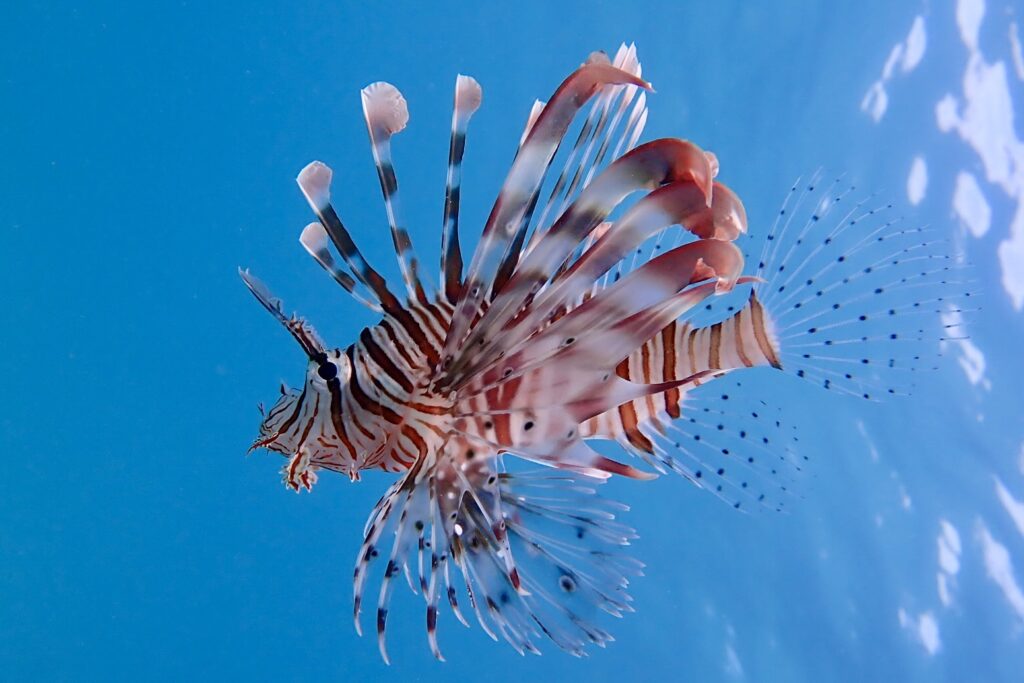 Perutýn žoldéř - Pterois miles ve Fantazia Lagoon Marsa Alam Egypt