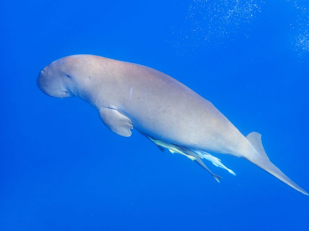 dugonga (mořská kráva) v Marsa Alam