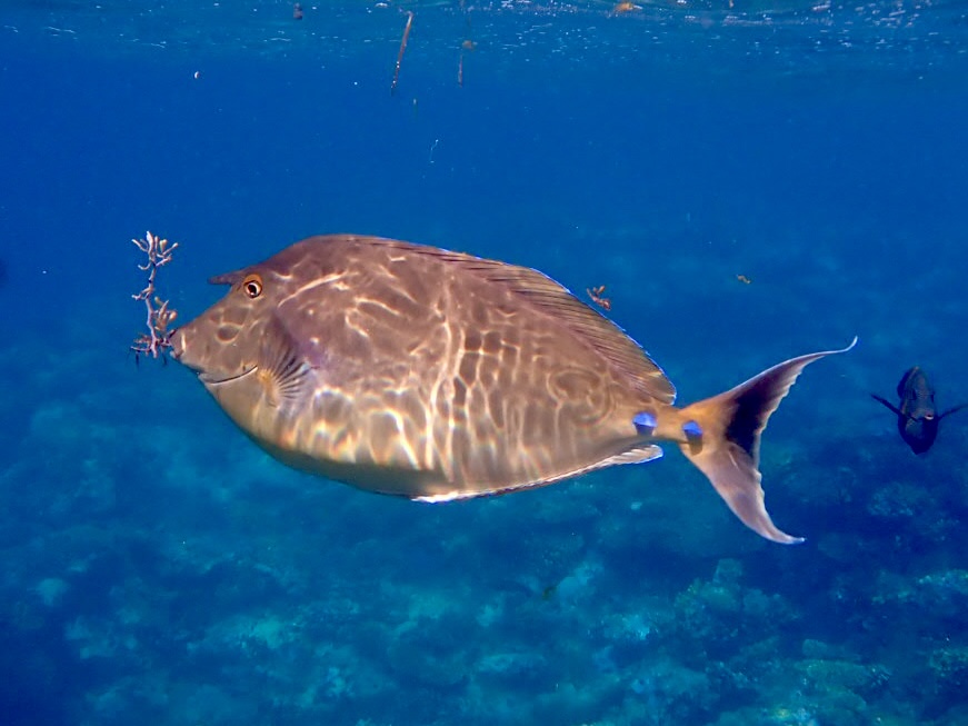 Bodlok jednorohý – Naso unicornis egypt