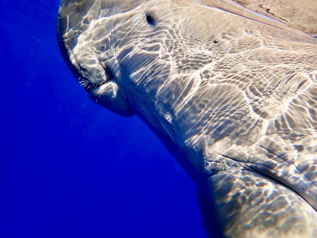 Dugong