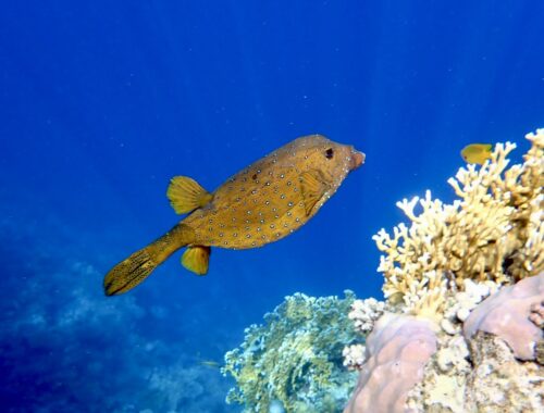 Havýš žlutohnědý (Ostracion cubicus) Mowempick Marsa Alam