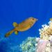 Havýš žlutohnědý (Ostracion cubicus) Mowempick Marsa Alam