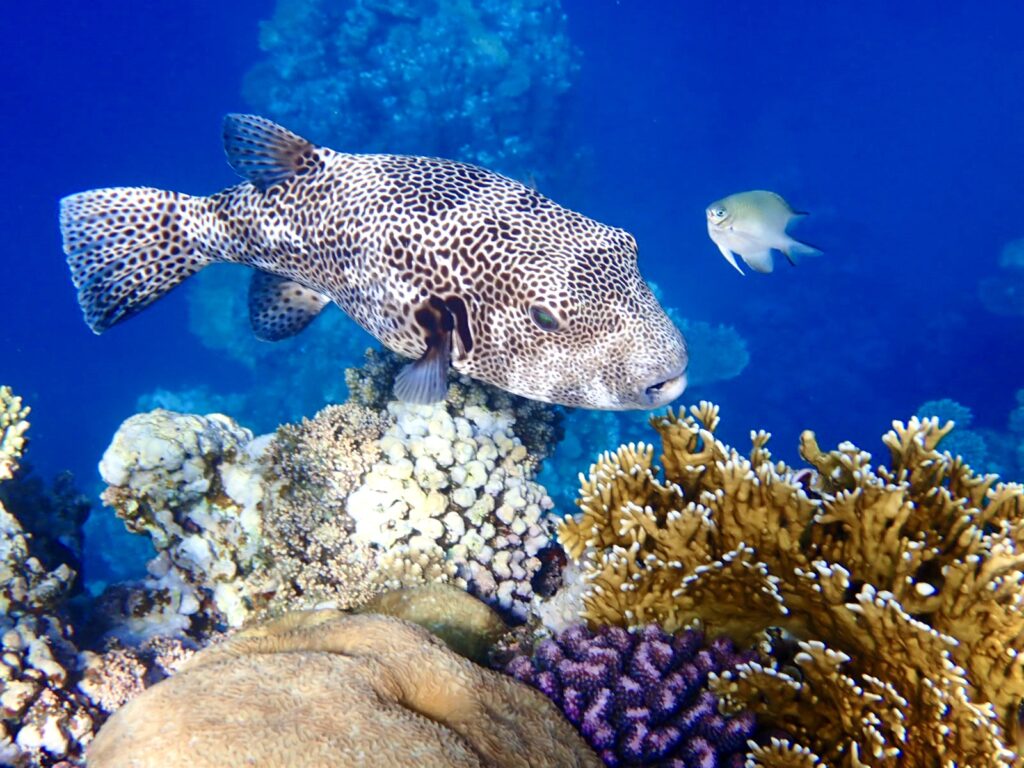 Čtverzubec hvězdnatý – Arothron stellatus v Beach Club a Utopia Blue Resort