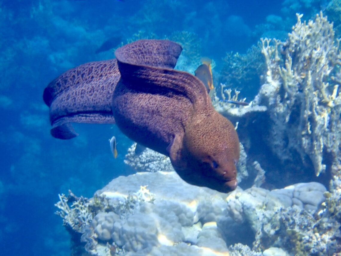Muréna jávská – Gymnothorax javanicus v Beach Club a Utopia Blue Resort