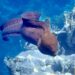 Muréna jávská – Gymnothorax javanicus v Beach Club a Utopia Blue Resort