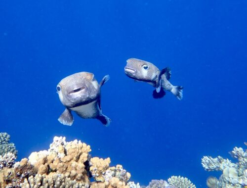 Ježíci v rudém moři, Egypt, Marsa Alam