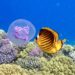 Klipka mývalí – Chaetodon fasciatus v hotel - Utopia Beach Club a Utopia Blue Resort