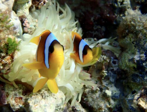 Klaun očkatý (Nemo) – Amphiprion ocellaris v Beach Club a Utopia Blue Resort