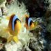 Klaun očkatý (Nemo) – Amphiprion ocellaris v Beach Club a Utopia Blue Resort
