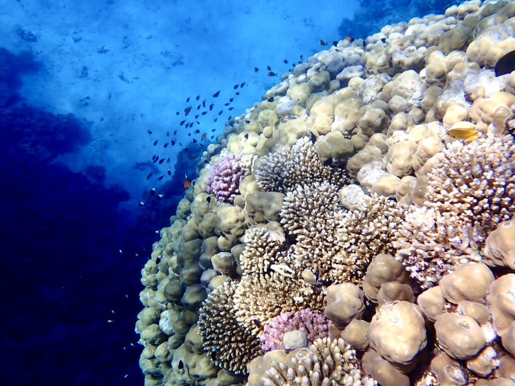 Satay Reef koralový útes Egypt Marsa Alam
