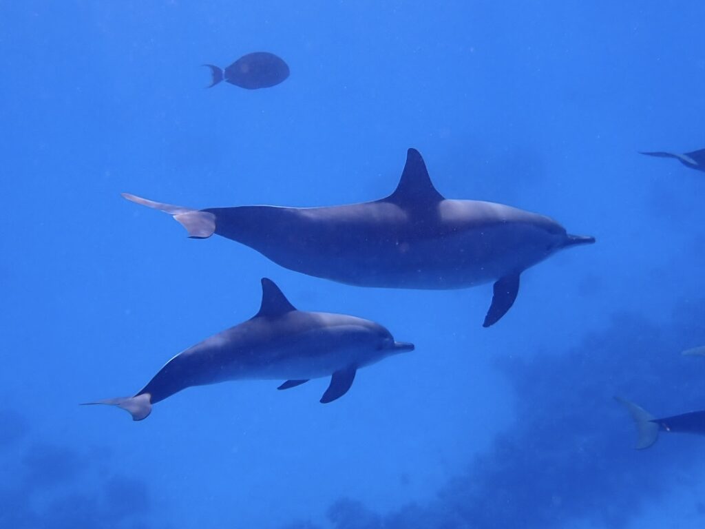 Satay Reef delfín a mládě Egypt Marsa Alam - č