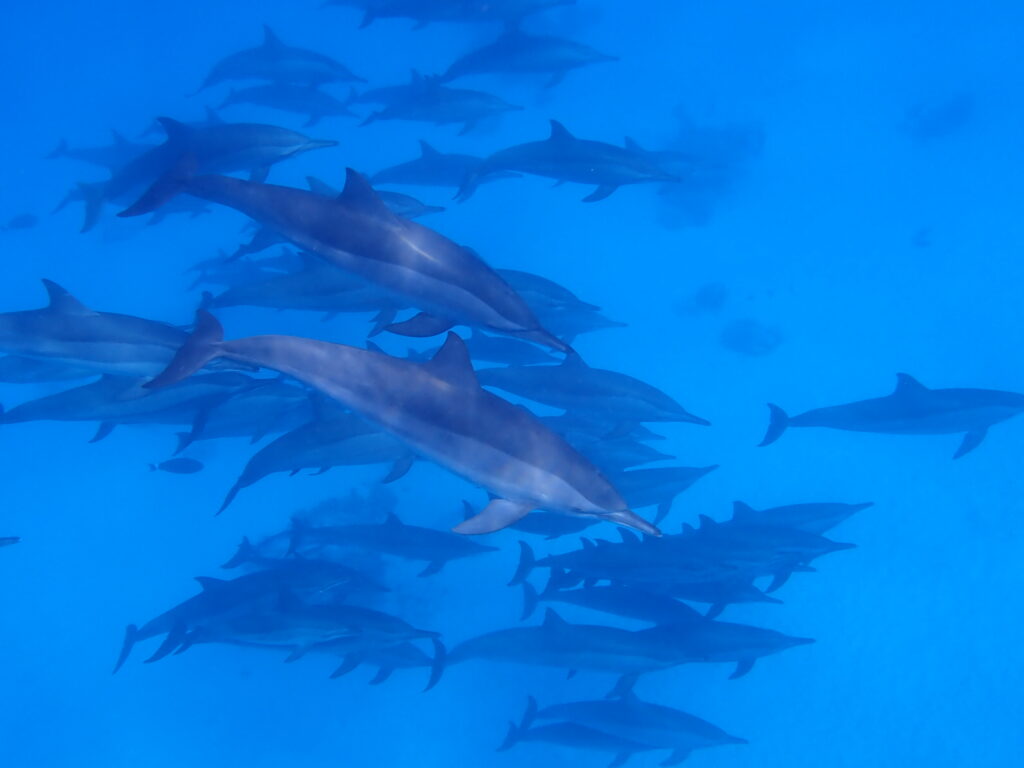 Satay Reef hejno delfínů Egypt Marsa Alam