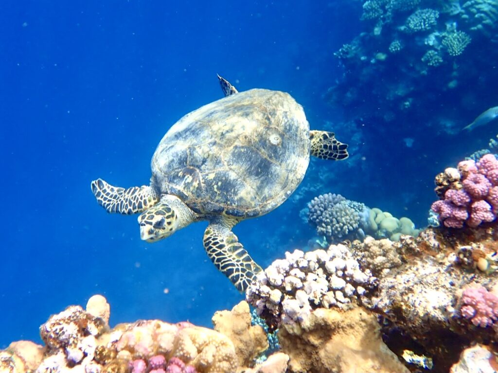 Kareta - Marsa Alam Egypt Novotel