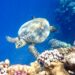 Karata v Marsa Alam - šnorchlování z mola Novotel