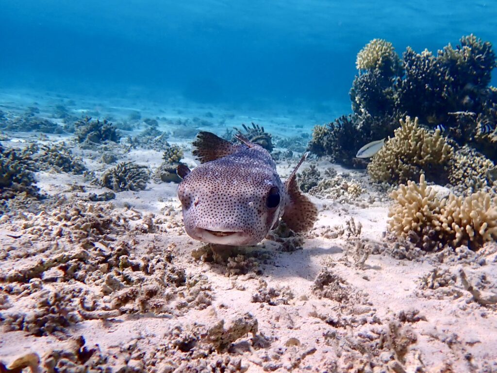 Ježík Dream lagoon Egypt Marsa Alam