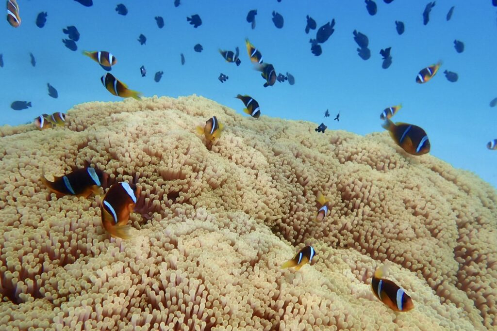 Klaun oř'čkatý  v dream lagoon v Marsa Alam Egypt