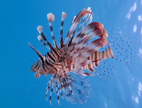 Lionfish-perutýn fantazie resort Marsa Alam