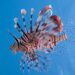 Lionfish-perutýn fantazie resort Marsa Alam