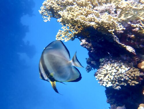 Platax orbicularis Netopyrník