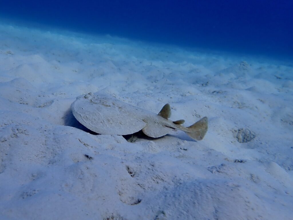 Torpedo panthera