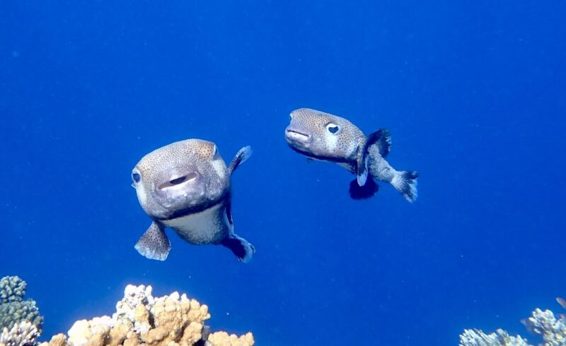 Ježíci v rudém moři, Egypt, Marsa Alam