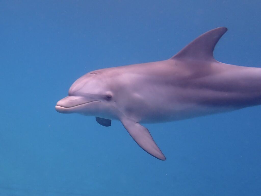 delfin v utopia blue resort
