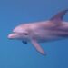delfin v utopia blue resort