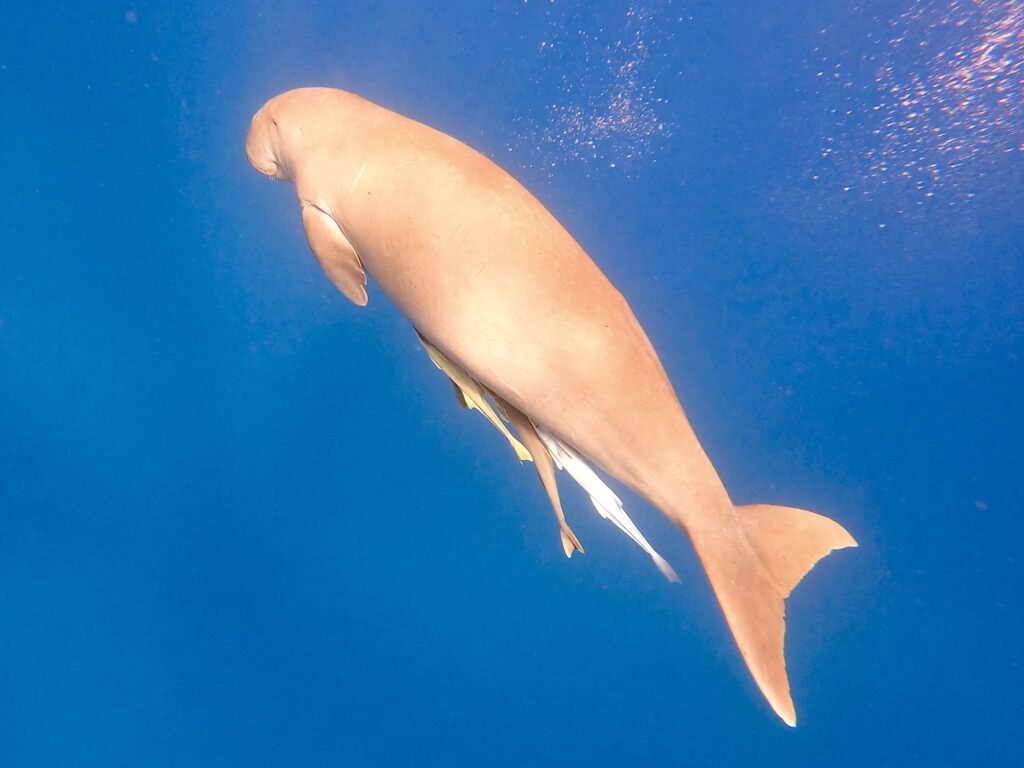 Dugong v Marsa Mubaarak