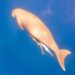 Dugong v Marsa Mubaarak