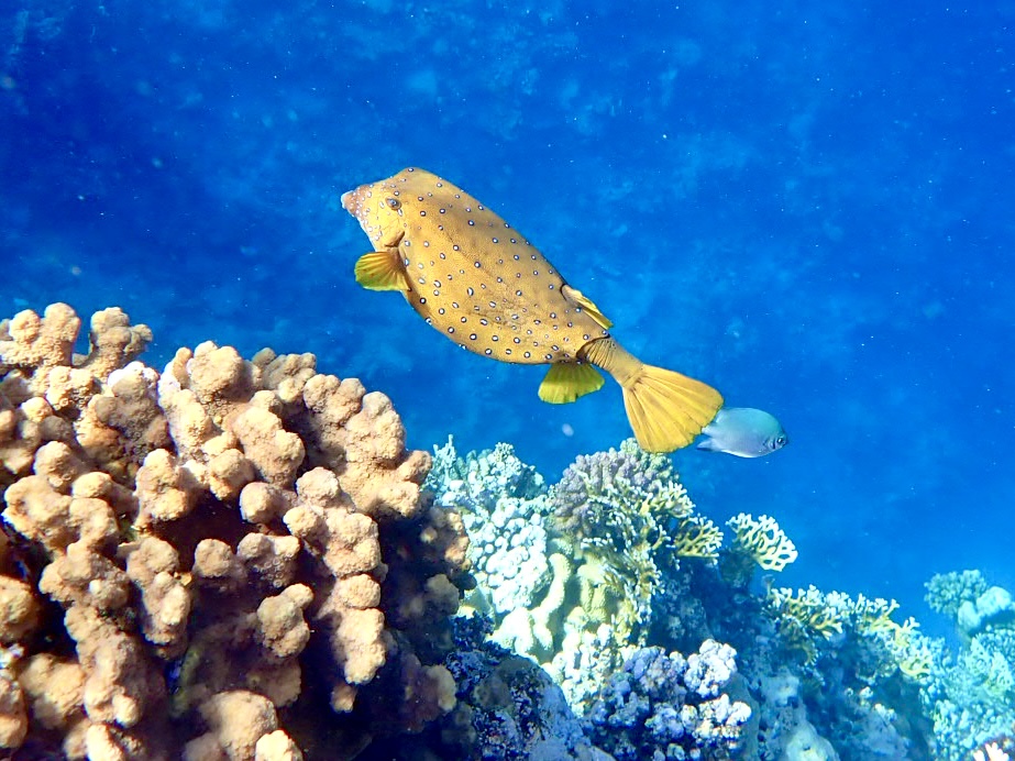 havýš žlutohnědý egypt Novotel