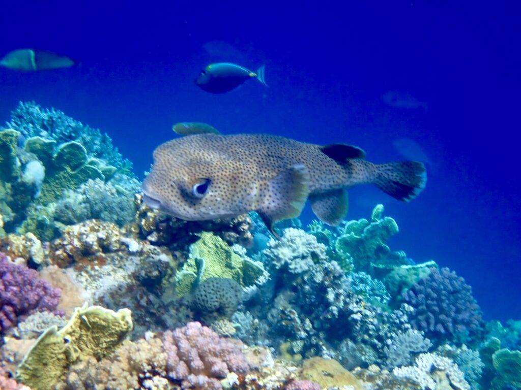 ježík obecný novotel marsa alam