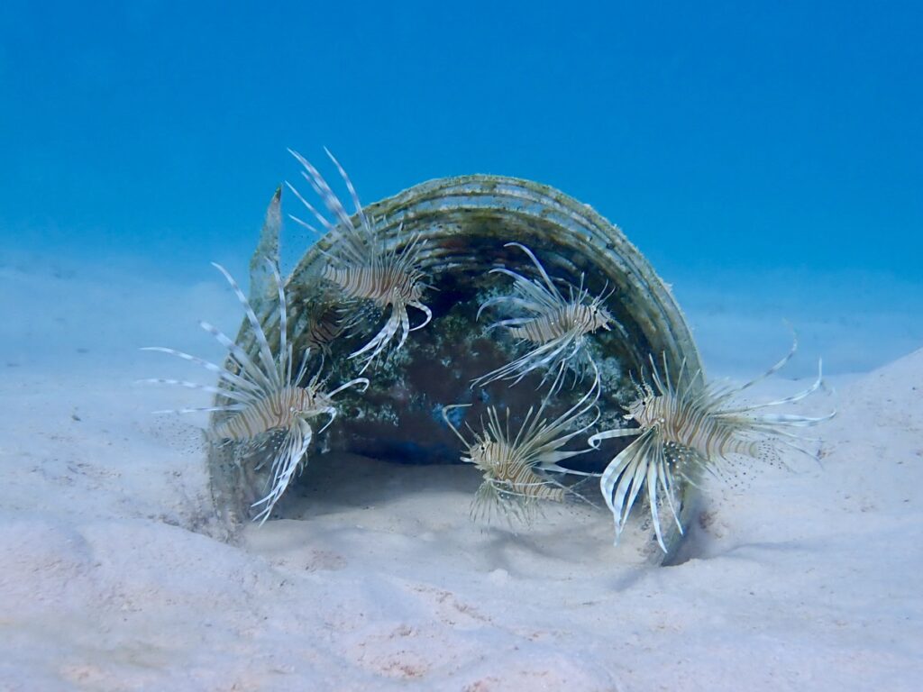 perutýni v dream lagoon lion fish