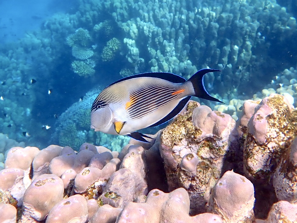 Bodlok rudomořský egypt