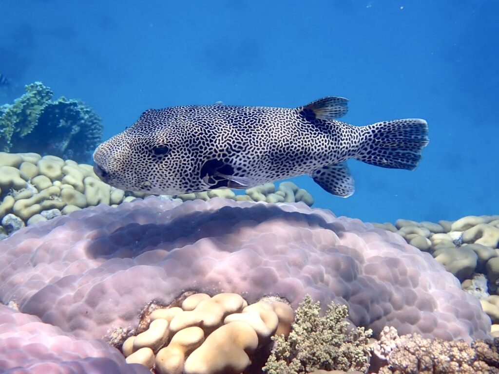 Čtverzubec hvězdnatý – Stellate puffer (Arothron stellatus