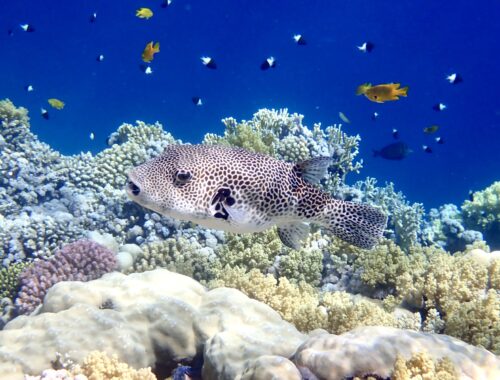 Čtverzubec hvězdnatý – Stellate puffer (Arothron stellatus)