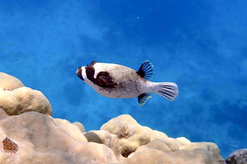 Čtverzubec maskovaný – Masked puffer