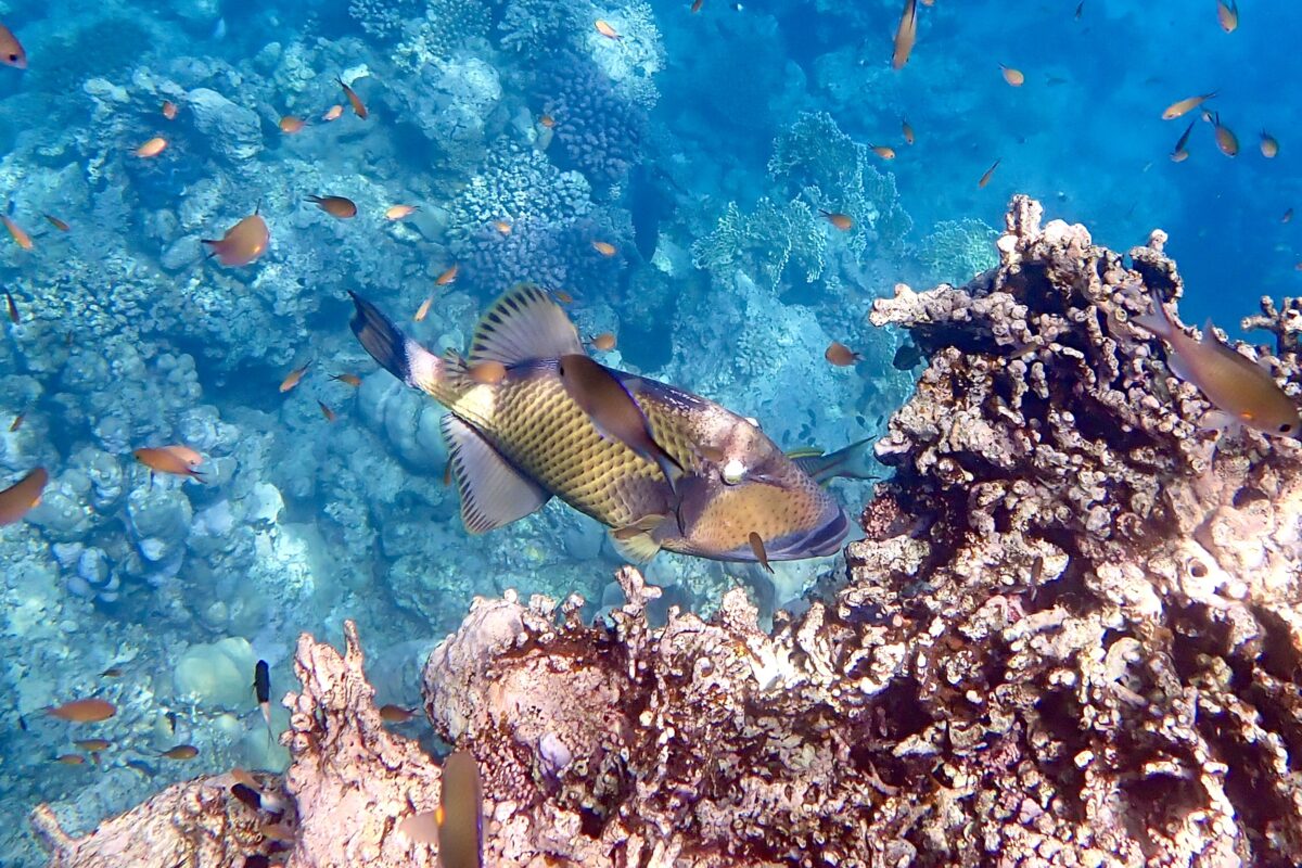 Ostenec nazelenalý ve Fantazia Lagoon - Marsa Alam, Egypt