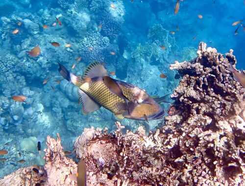 Ostenec nazelenalý ve Fantazia Lagoon - Marsa Alam, Egypt