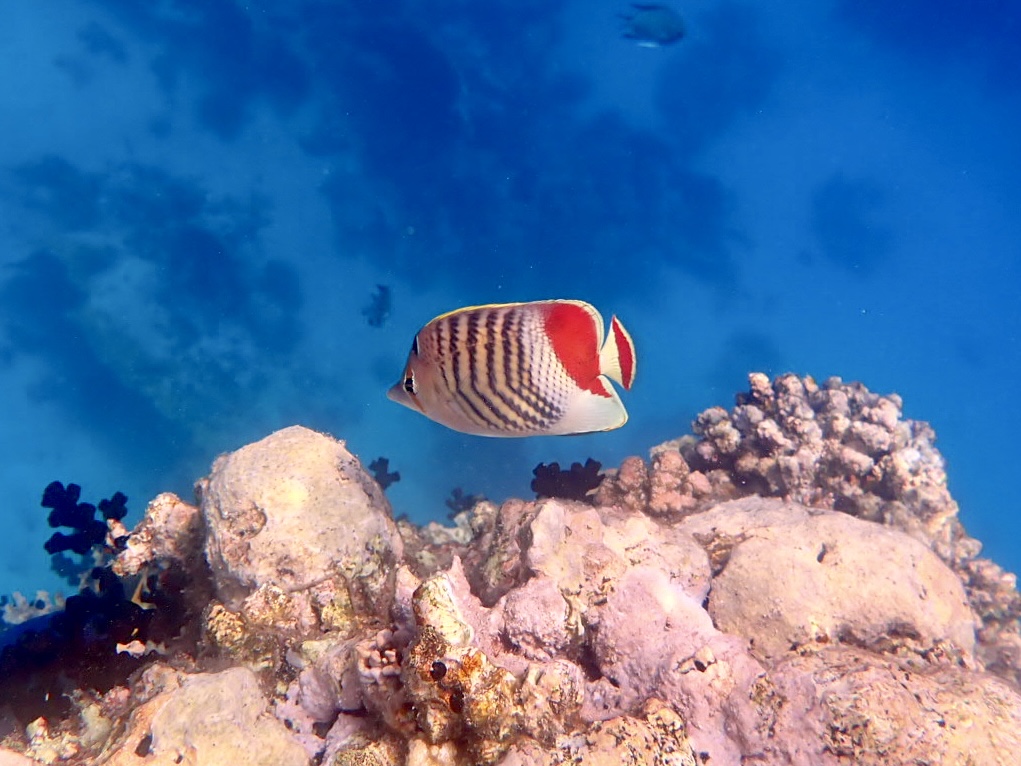 Klipka rudoskvrnná (Chaetodon paucifasciatus )