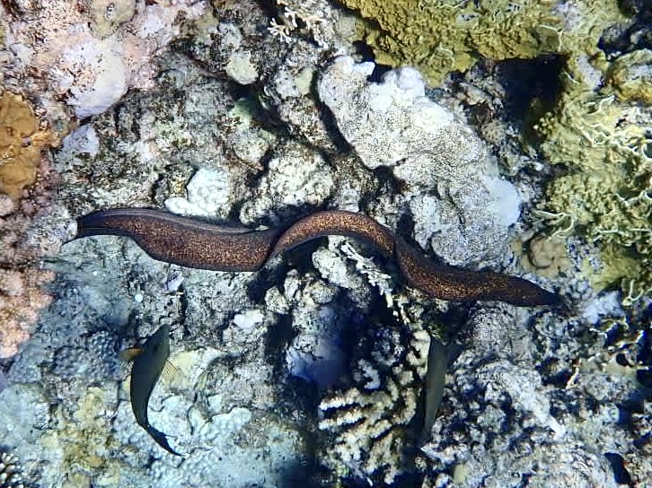 Muréna javská (Gymnothorax javanicus)